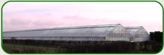 KRN house plants - greenhouses 