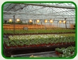 plant nurseries