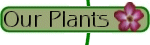 Browse through our plants