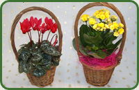 Mini Cyclamen & Kalanchoe Baskets