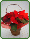 Poinsettia Basket with Wrap